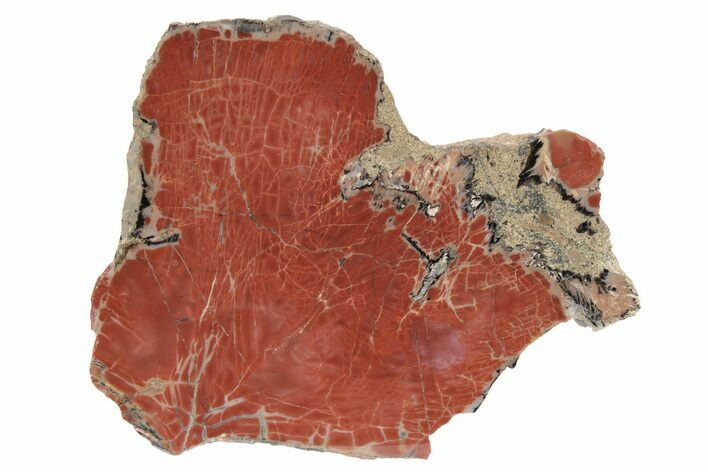 Brilliant Petrified Wood (Araucarioxylon) Slab - Arizona #235683